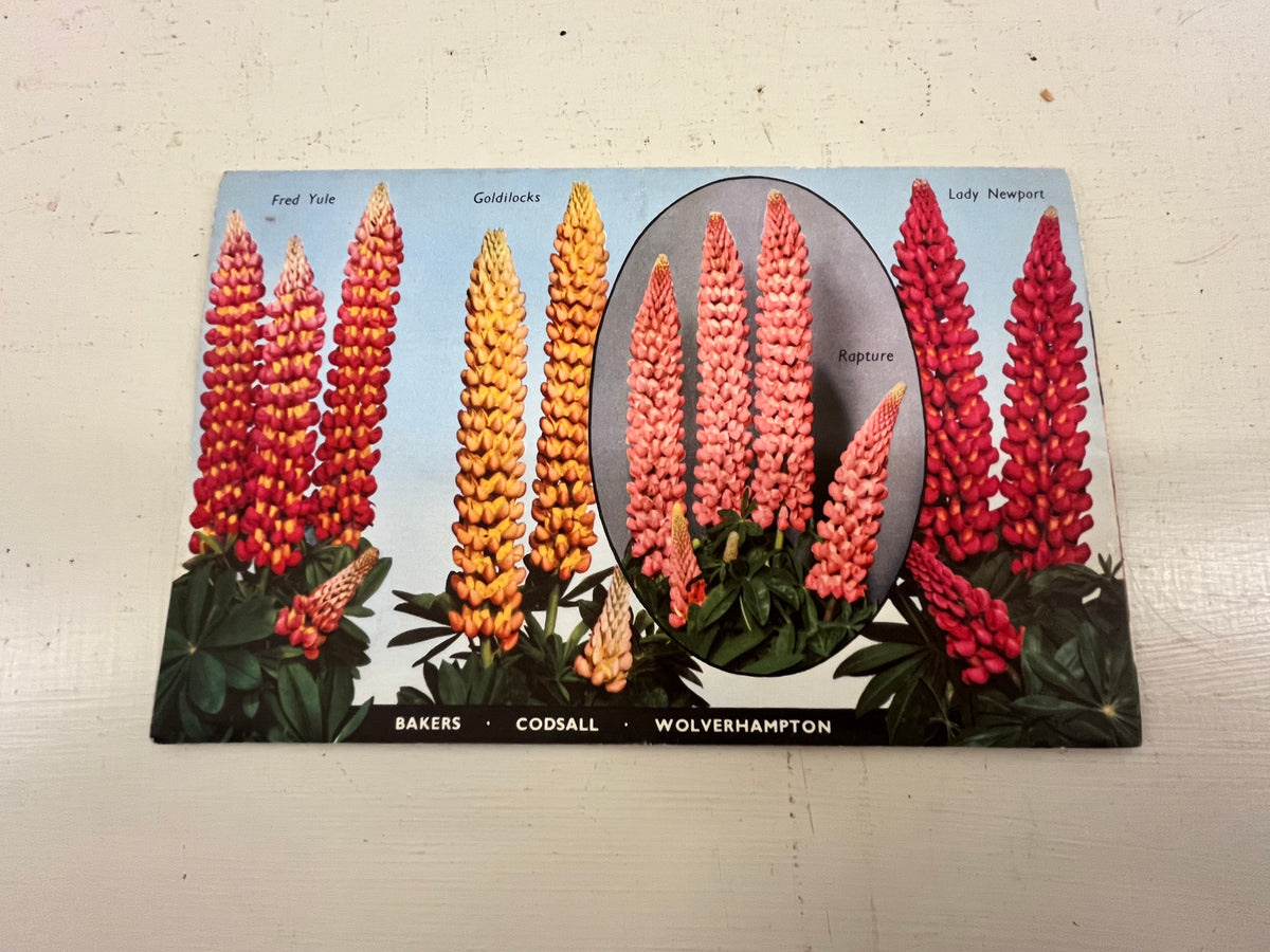 Russell Lupins Catalogue, 1953 - 54
