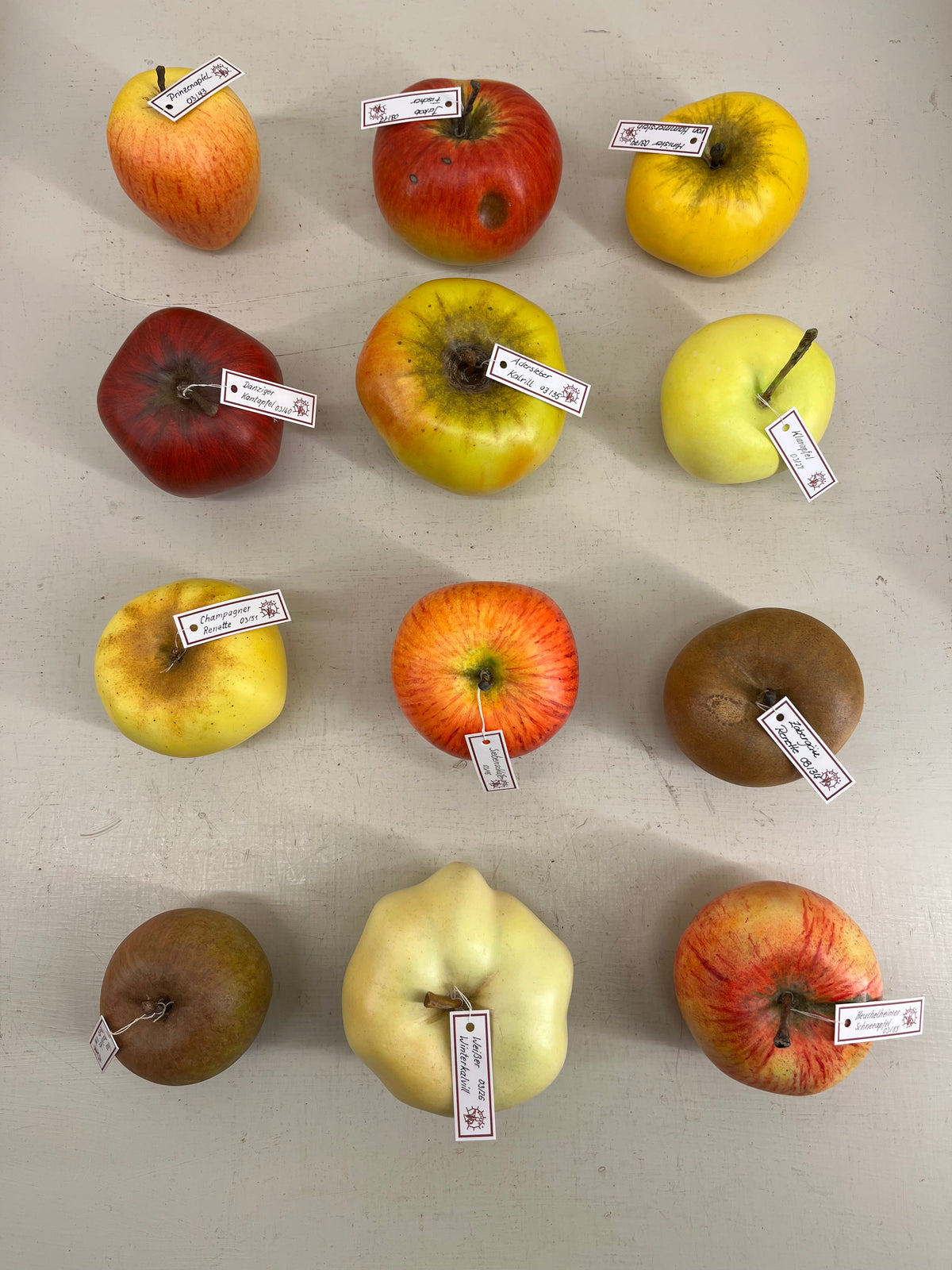 Somso Model Apples