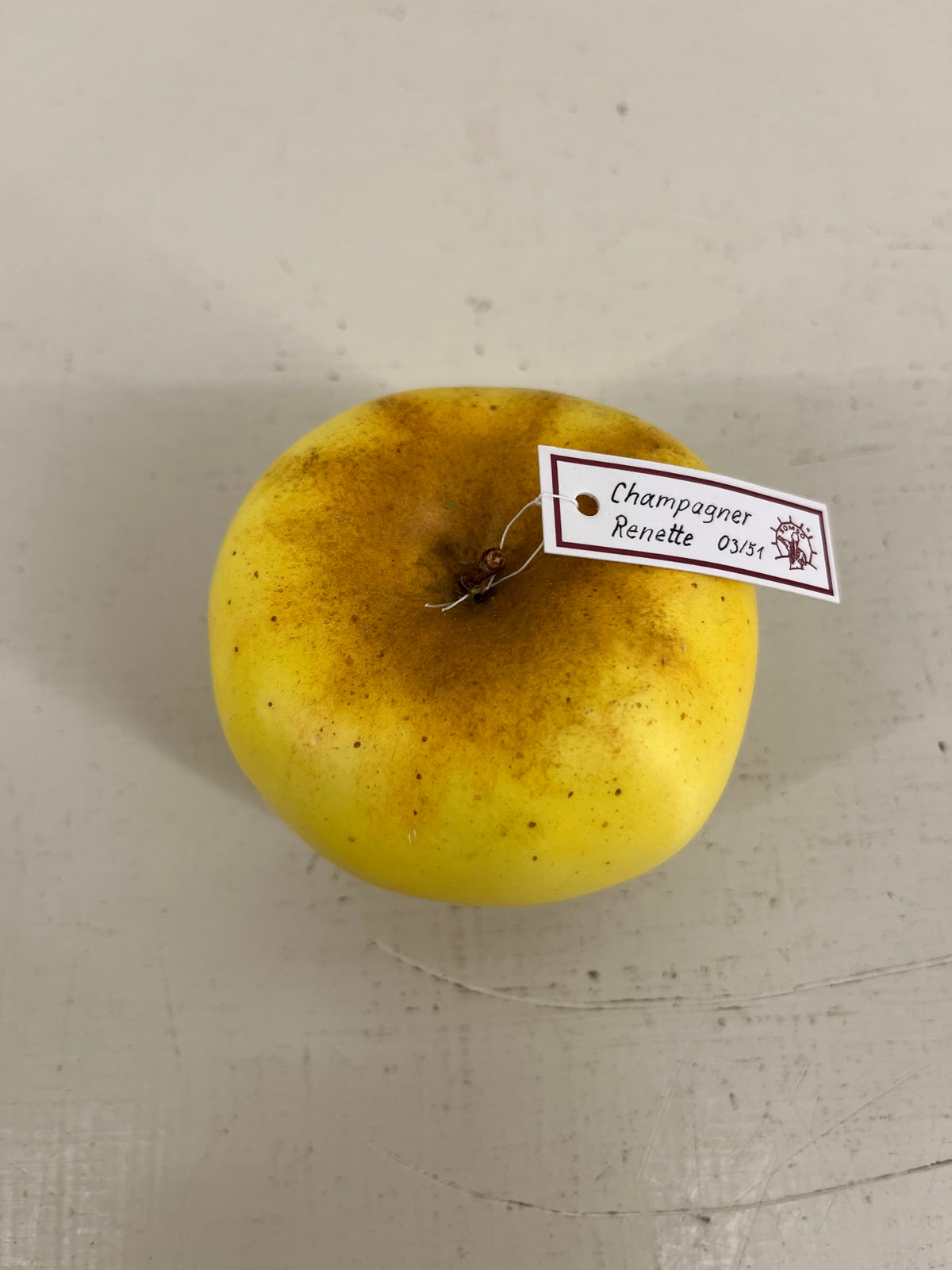 Somso Model Apples
